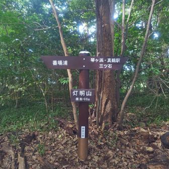 一応ピーク。