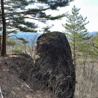 横から見ると、大きさに驚かされます👀