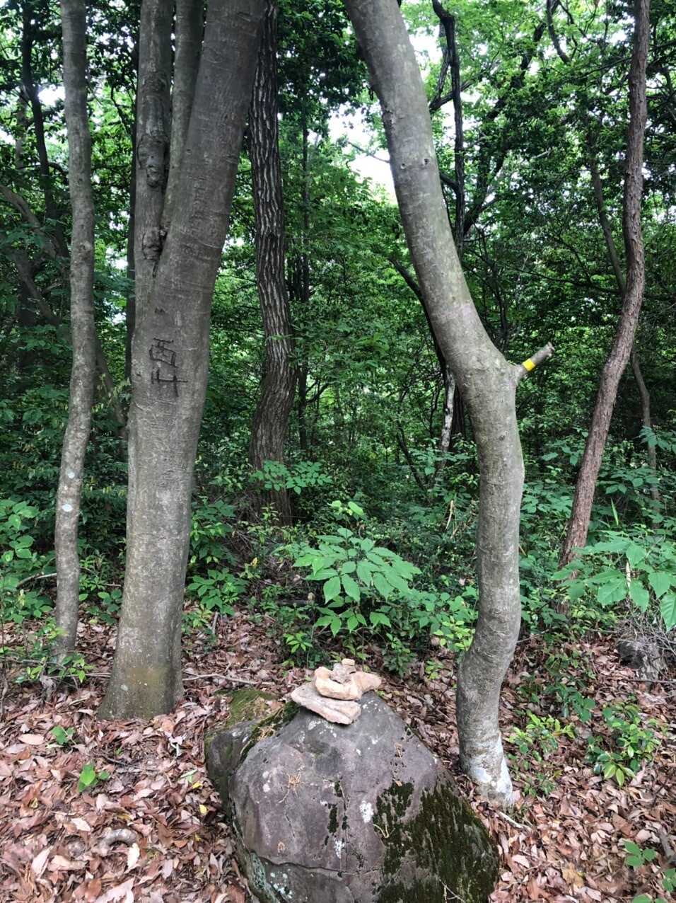 西山の写真