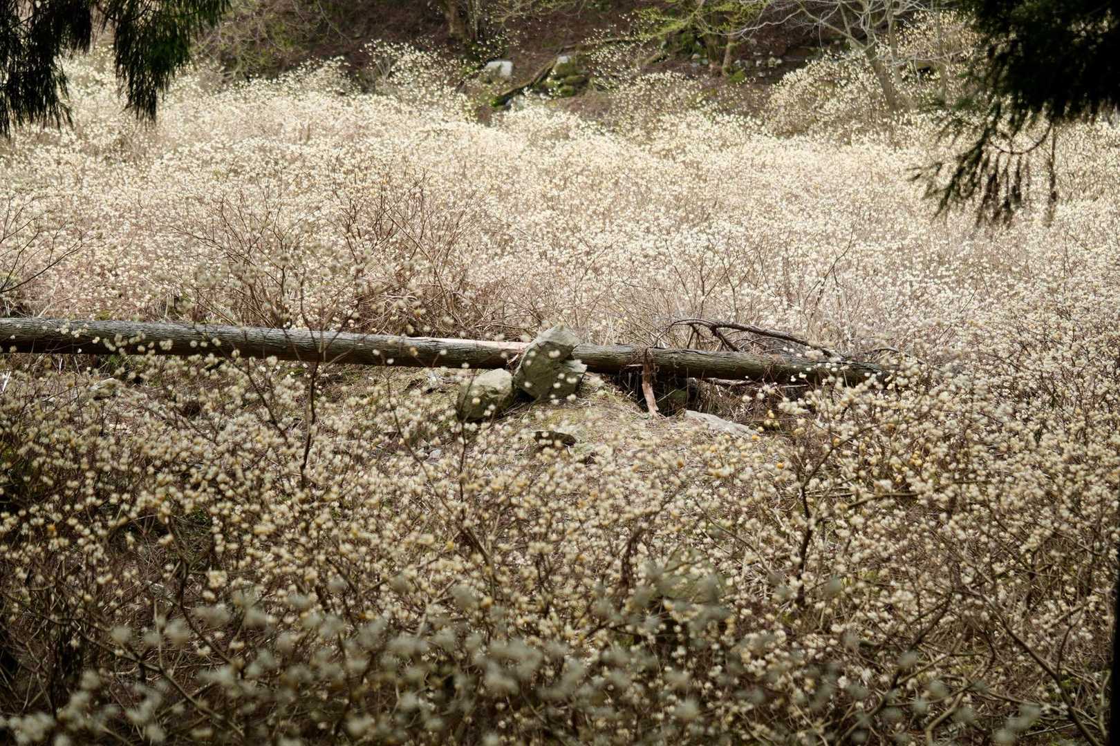 
　　　ミツマタ群生地だ‼️
