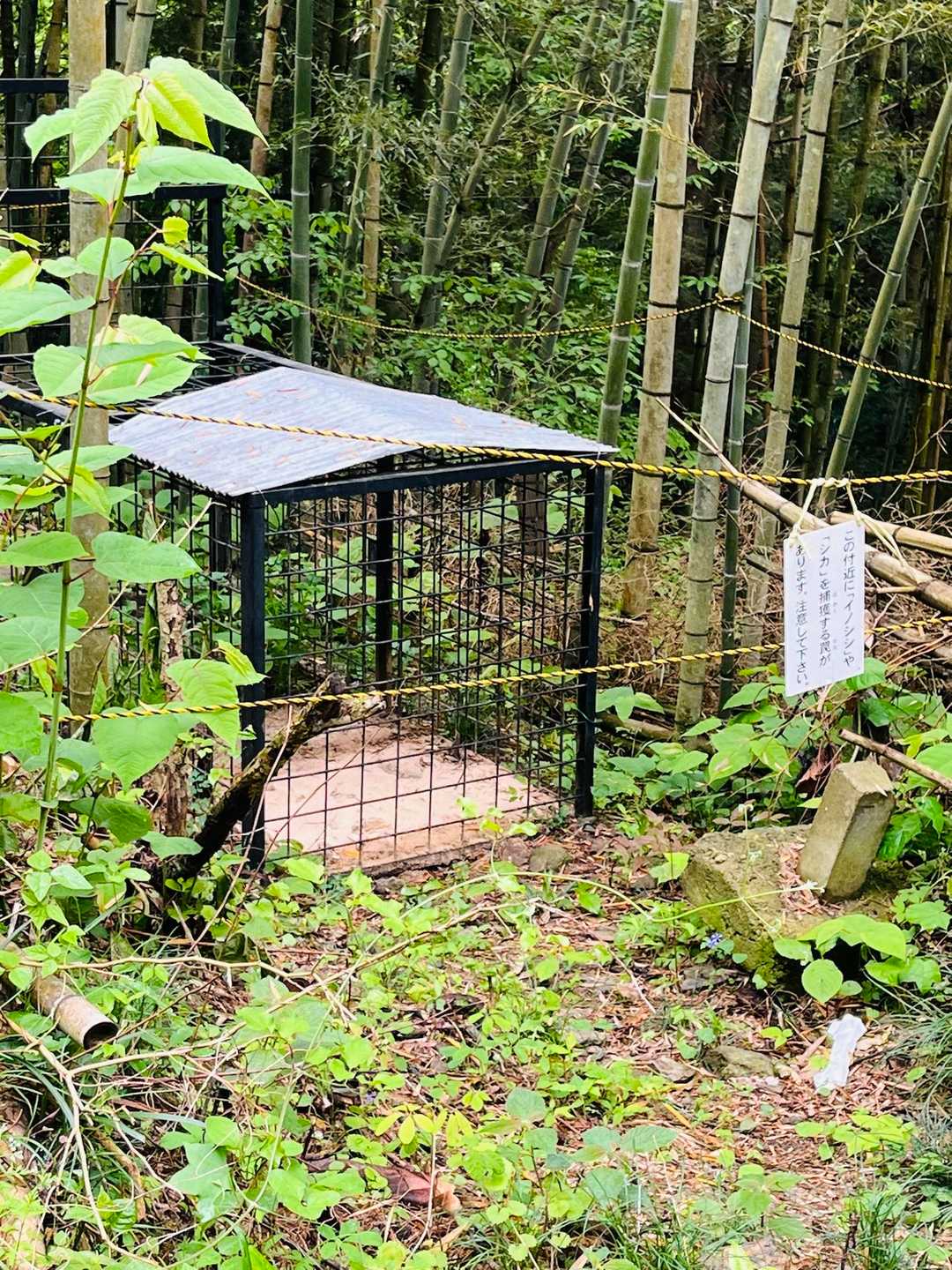イノシシを捕獲する罠