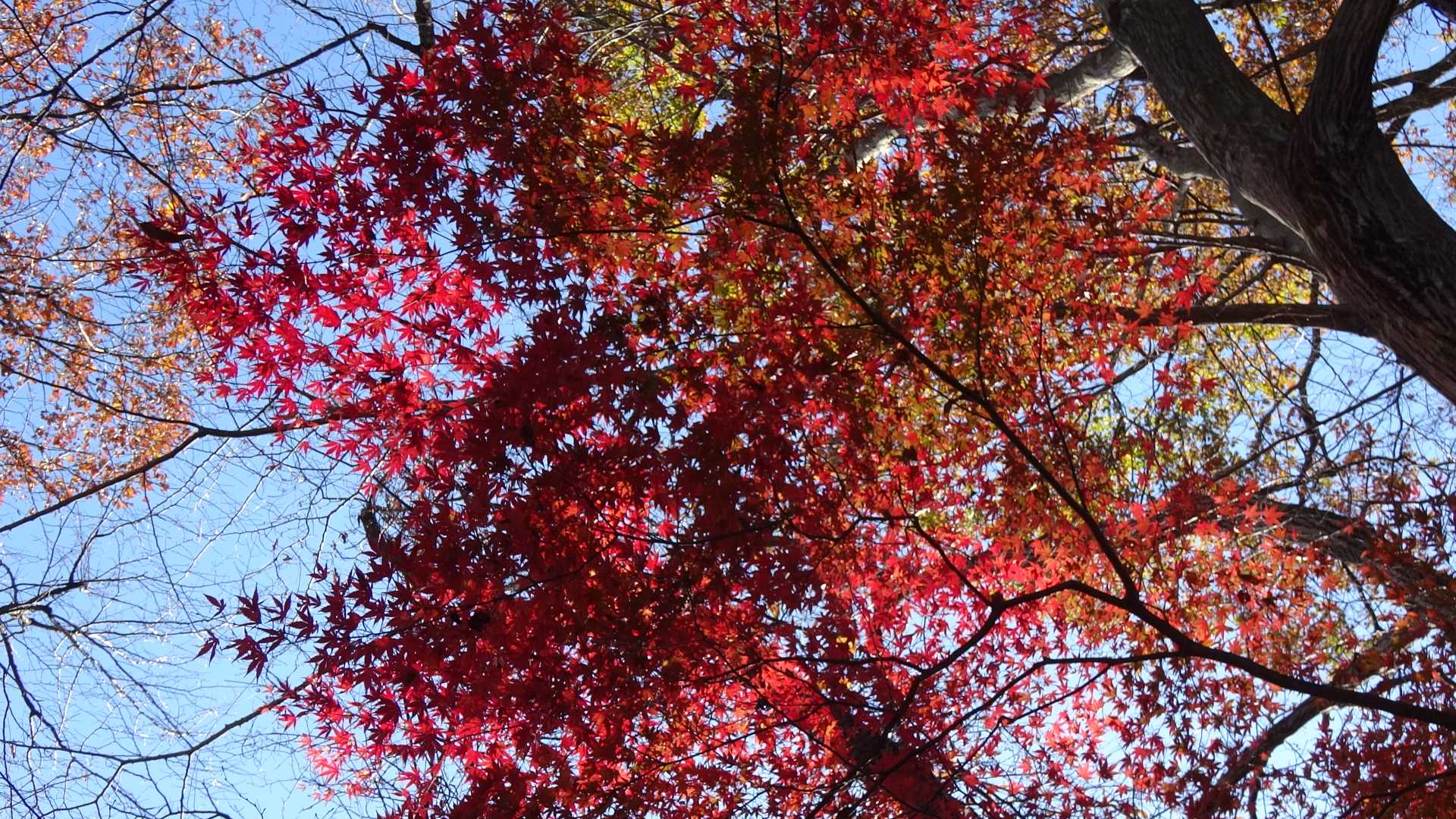 登る途中の紅葉です。