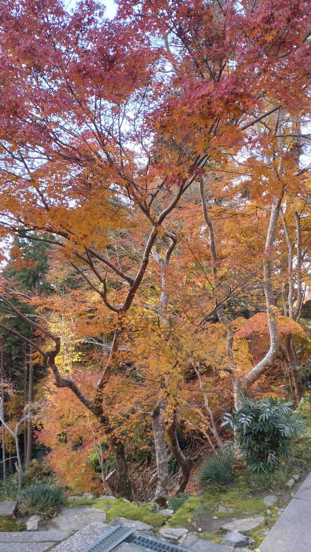 阿賀神社-太郎坊山-みつくり君休憩所-箕作山-瓦屋禅寺 往復コースの写真