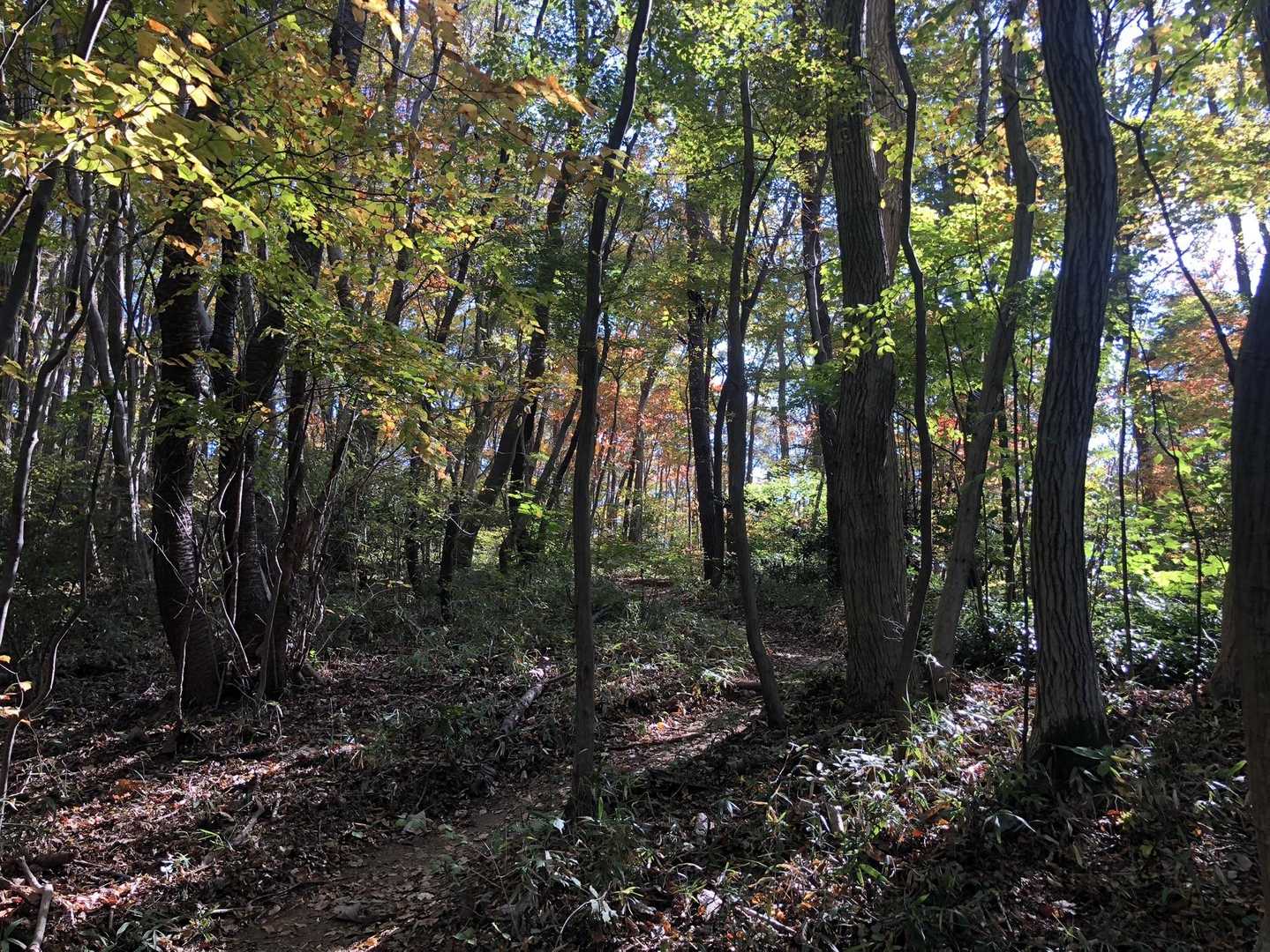 大川戸登山口-大川戸鉱泉跡-雨巻山-三登谷山 周回コースの写真