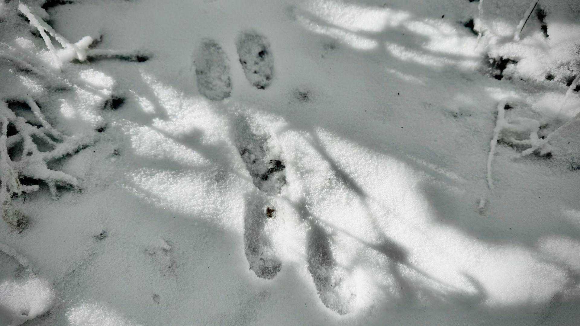 🐇うさぎの足跡🐾を たどり歩きます🚶‍♀️
さすが 歩きやすいとこを知ってらしゃる🤭