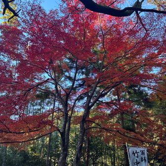 真っ赤な紅葉🍁