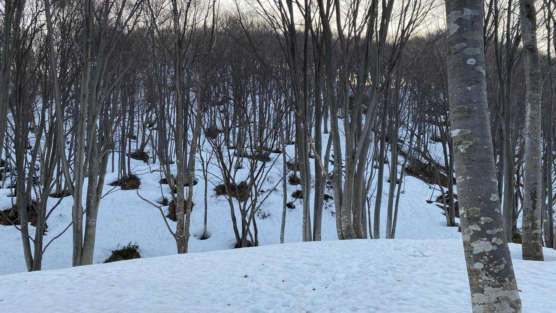 阿寺山の急登を思い出す、それに近い斜度
あの残雪の八海山も良かったな🏔️