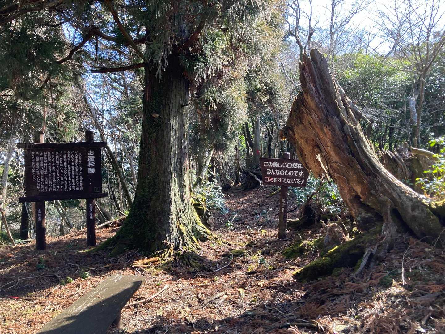 お産杉跡すごいパワーありました。