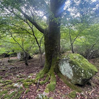 ソババッケまでメタくそ足場の悪い道をひたすら歩く