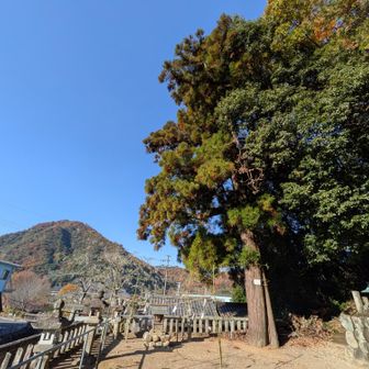 栗栖神社のスギ　０.5倍