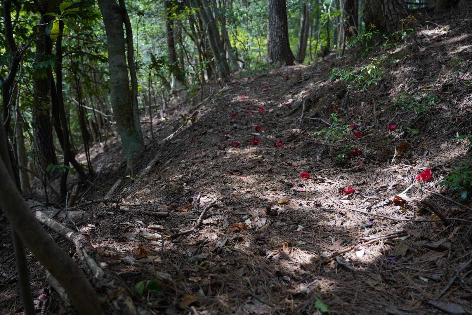 汾陽寺山 往復コースの写真