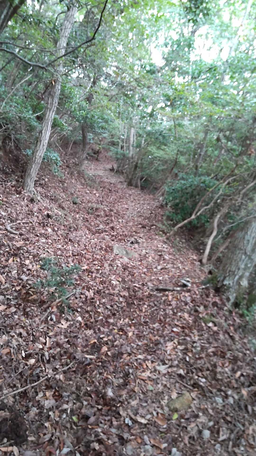やっと岩の道が終わりました～
