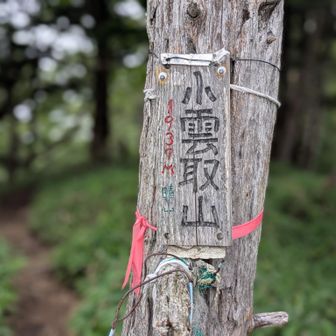 あぶない、あぶない💦
もう少しで巻き道で山頂標識を取り損ねるところだった😅

100mルールでピークは取れるけど、やっぱり山頂標識は記念に残したいよね😚