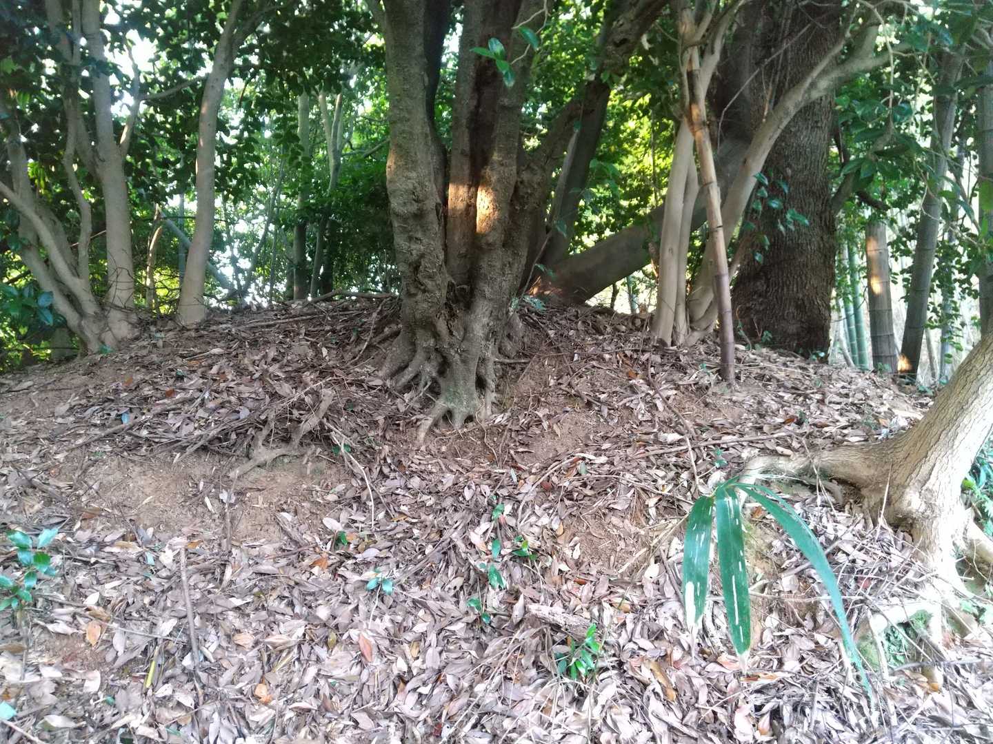 古墳上のピークにも標識探し、今日の訪ねた山？で山頂標識があったのは栗柄山だけ