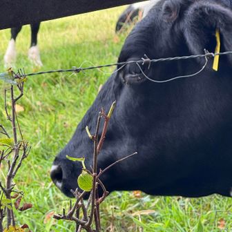 うっし🐮
