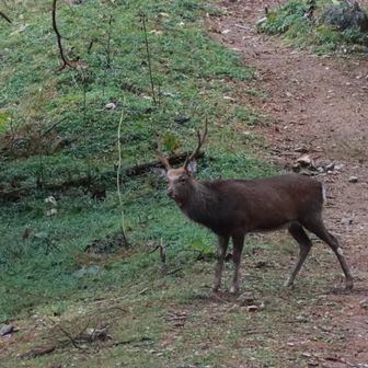 大きな鹿🦌
全然逃げずに草を食べていた
