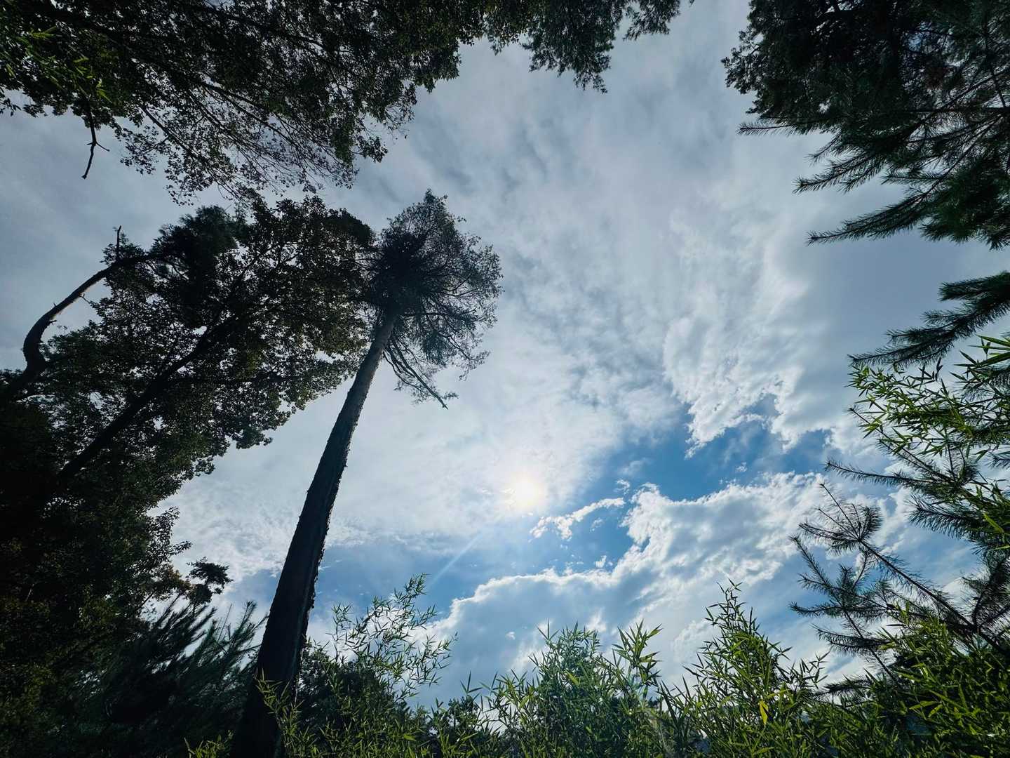 塩ノ山-向嶽寺 縦走コースの写真