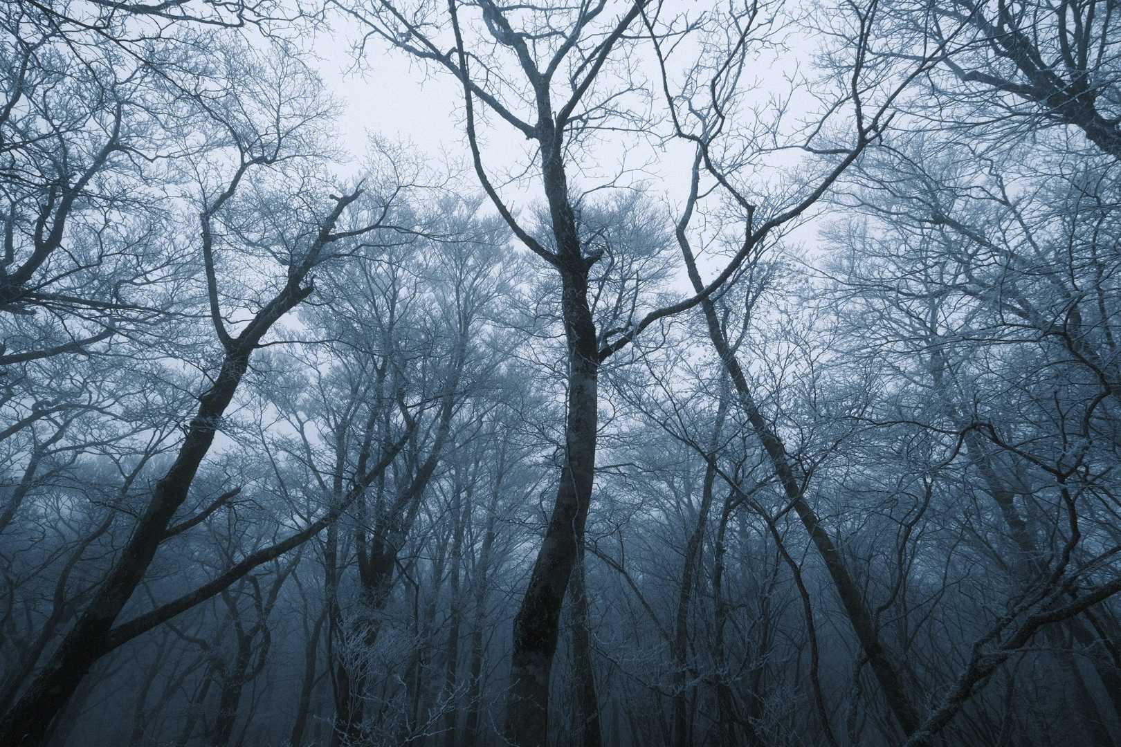 鉄砲木ノ頭-三国峠-三国山 周回コースの写真