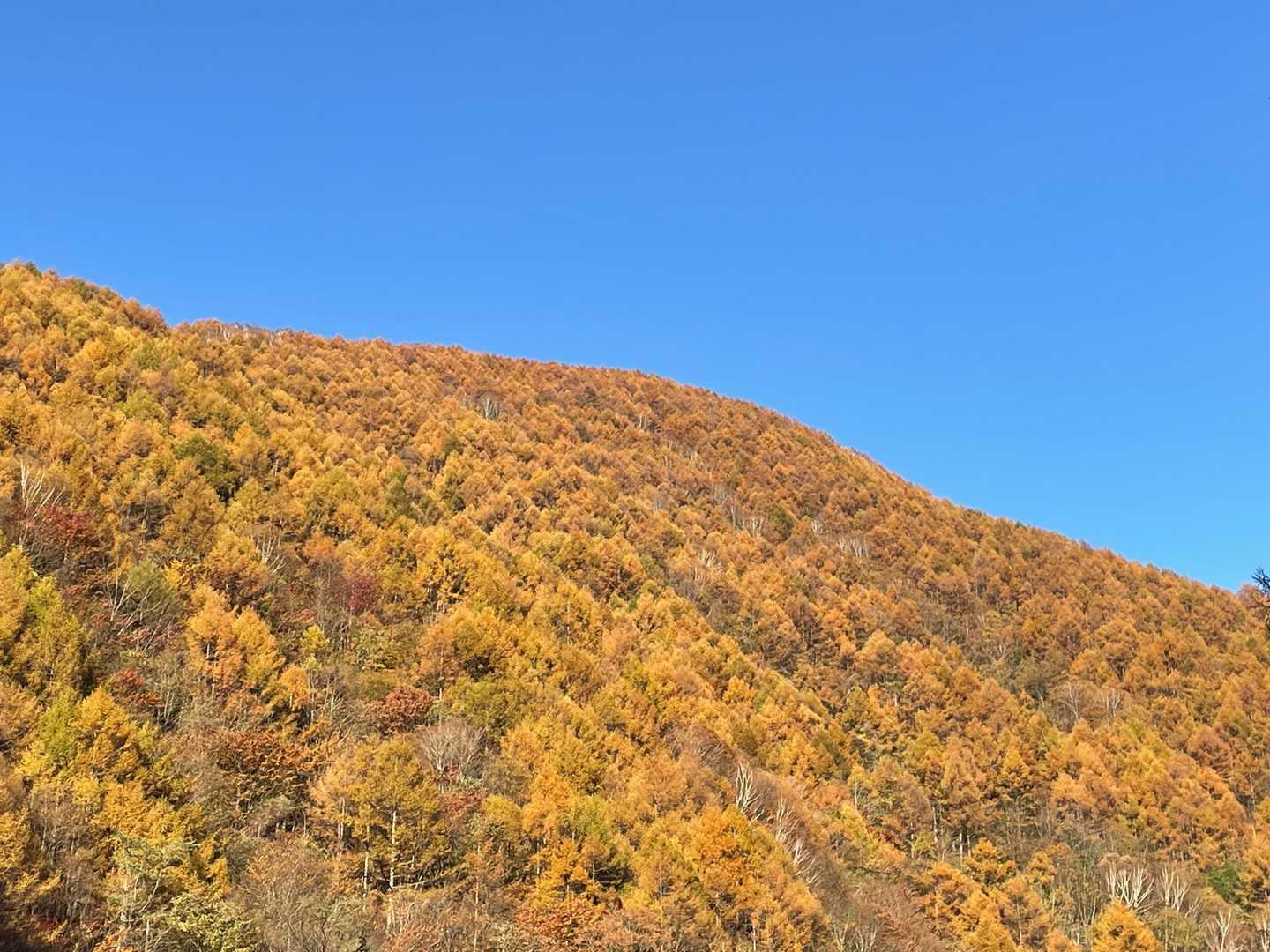 この木々の黄変と青空よ！