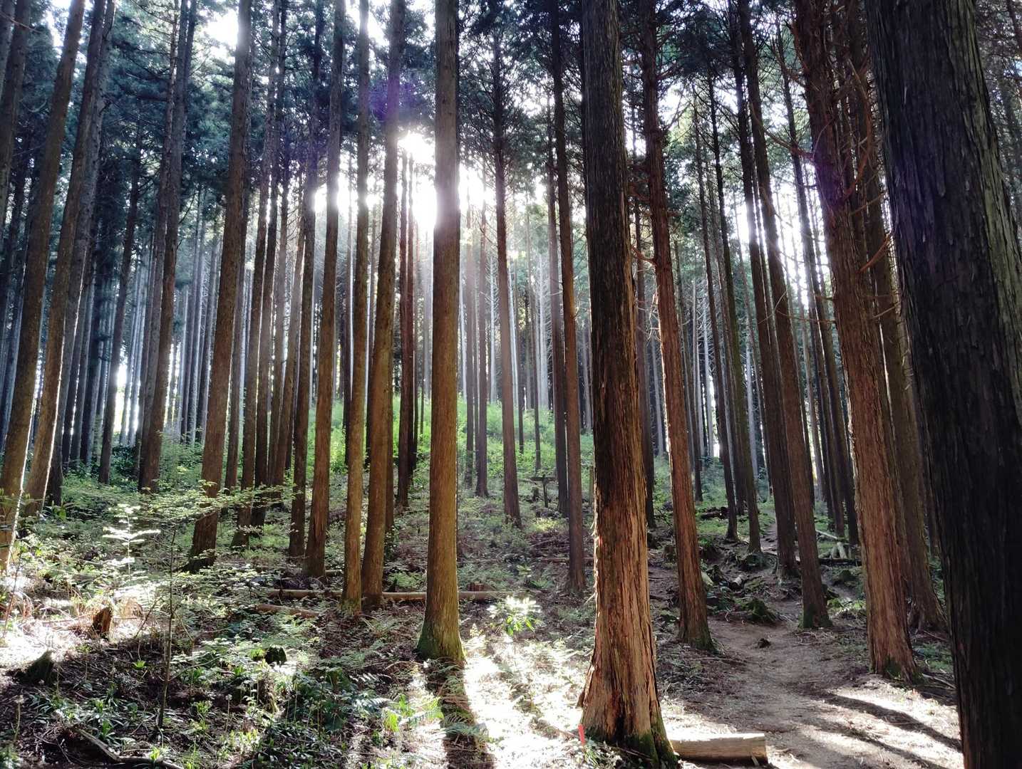 大和葛城山 往復コースの写真
