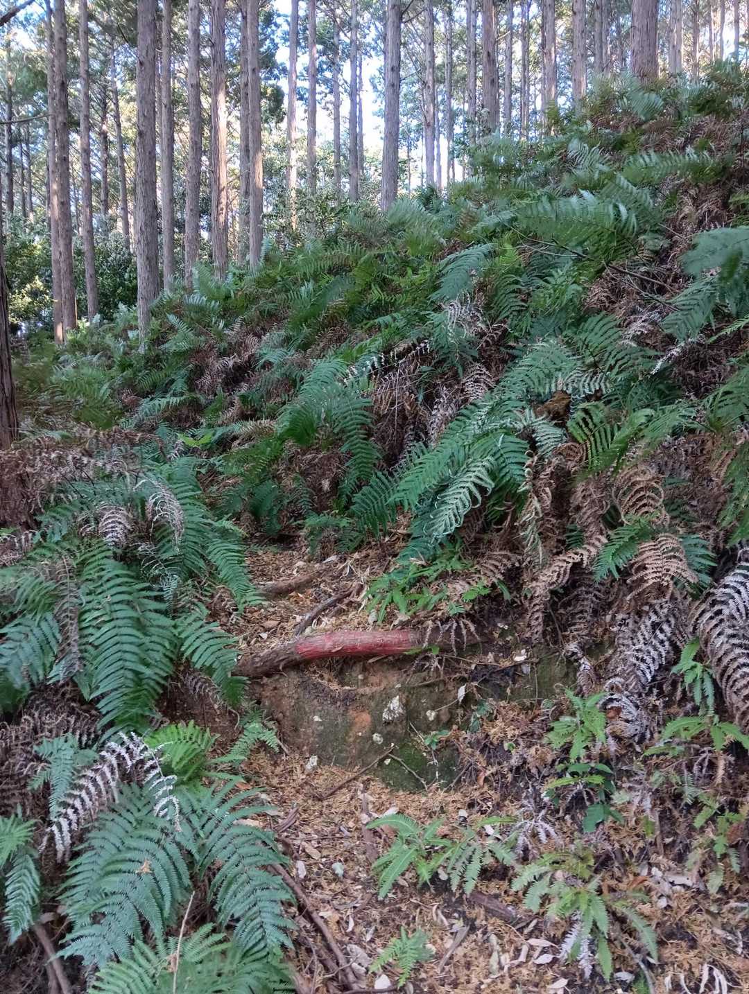 林道をそのまま歩いて行けば良かったのに、この登山道に入ったのが間違いでした。