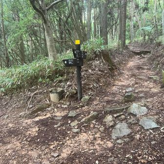 雨が降ってきたので徳川道