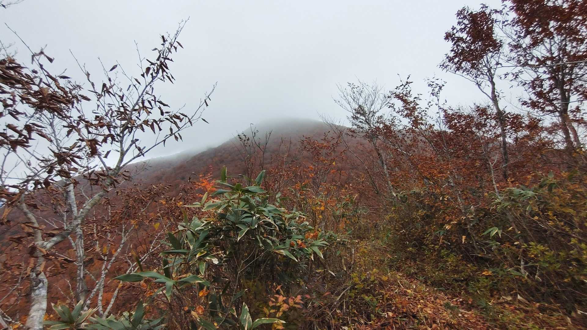 登山道は、とても整備されており、関係者の方々には、感謝しかありません。🙇