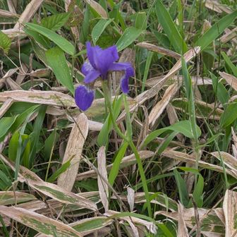 紫💜の綺麗な花🪻
