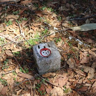 猫さんこんにちわ