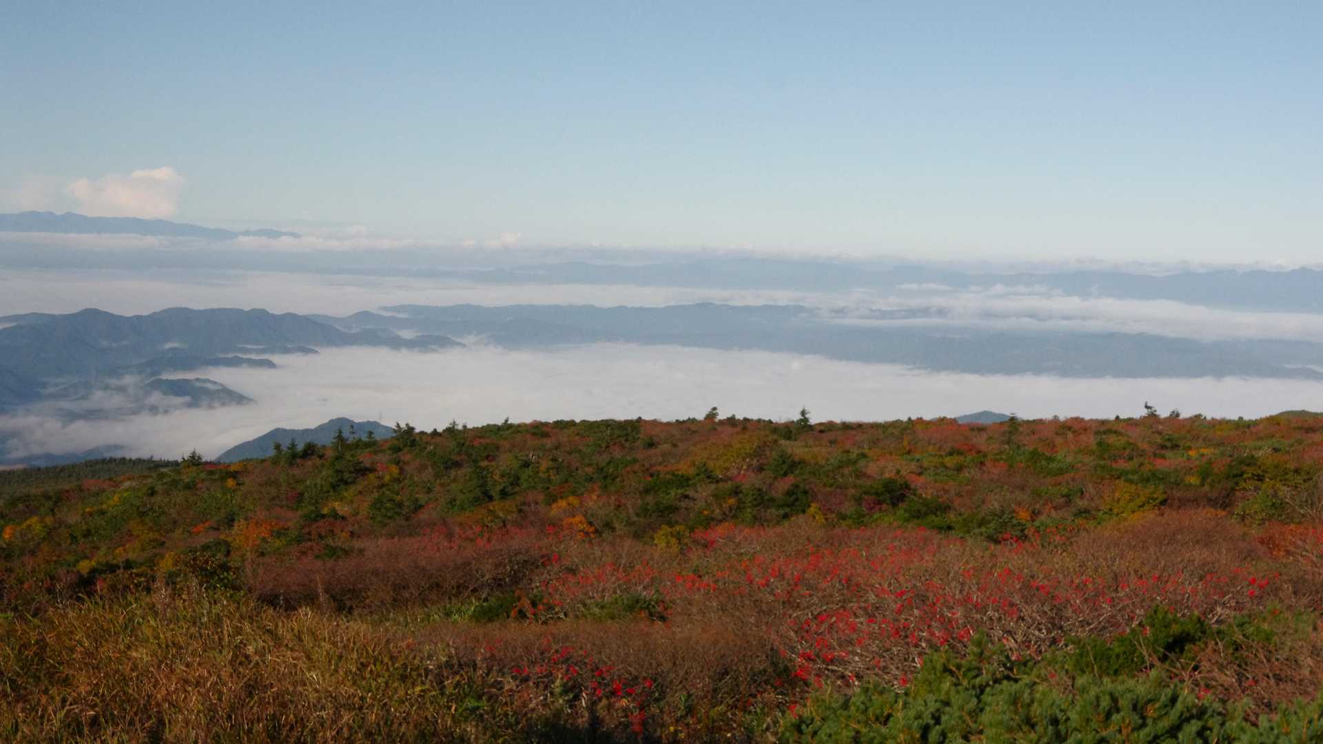紅葉とのコラボもまた良きかな🍵