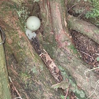 木の根元にひっそりといました