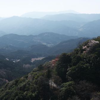 山桜が綺麗です