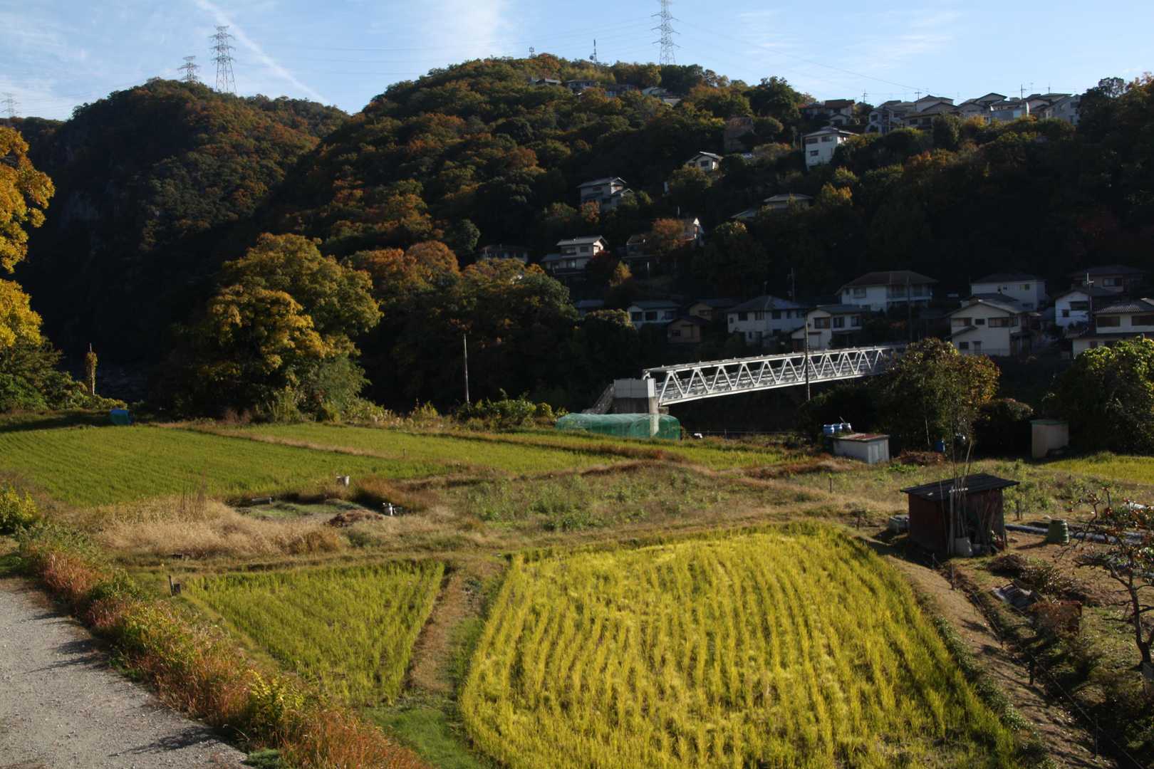 山本駅-満願寺西山-長尾山-中山-取り付き-大峰山-林間広 縦走コースの写真