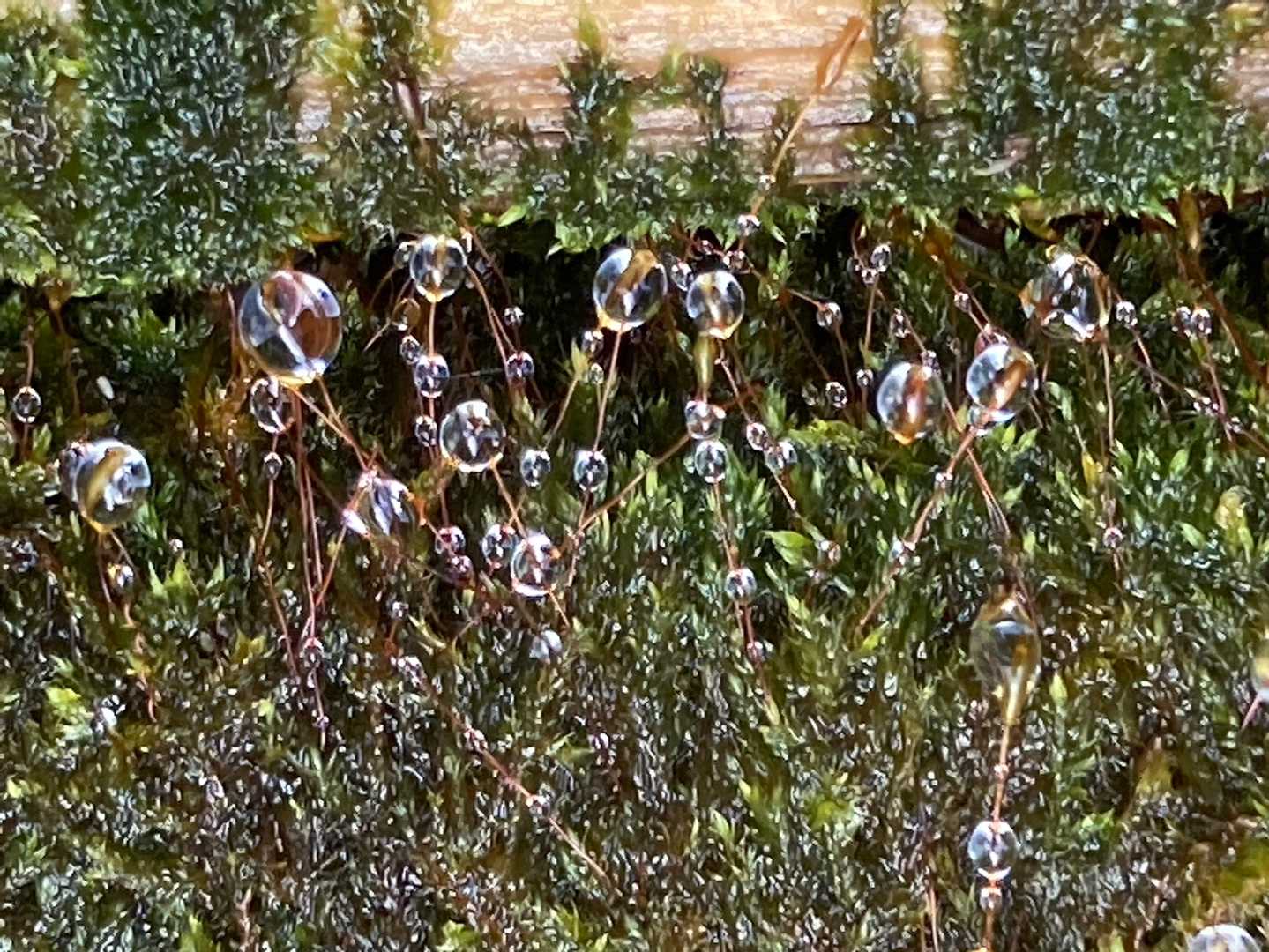 権現山 周回コースの写真