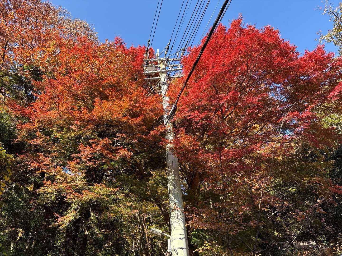 大山ケーブルカー駅近く