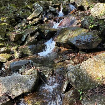 下りは沢と並走でした
水の音が心地よい