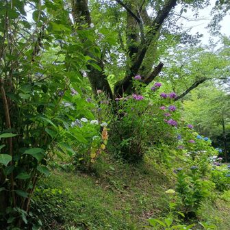 道路脇にも沢山咲いてる