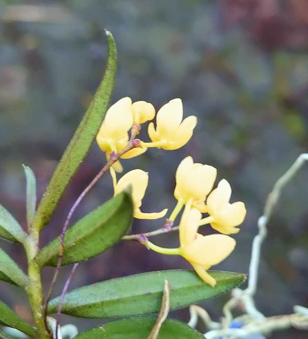 盲亀浮木の花か‼️🌼😆 井原山・雷山 / チョロQの登山データ | YAMAP / ヤマップ