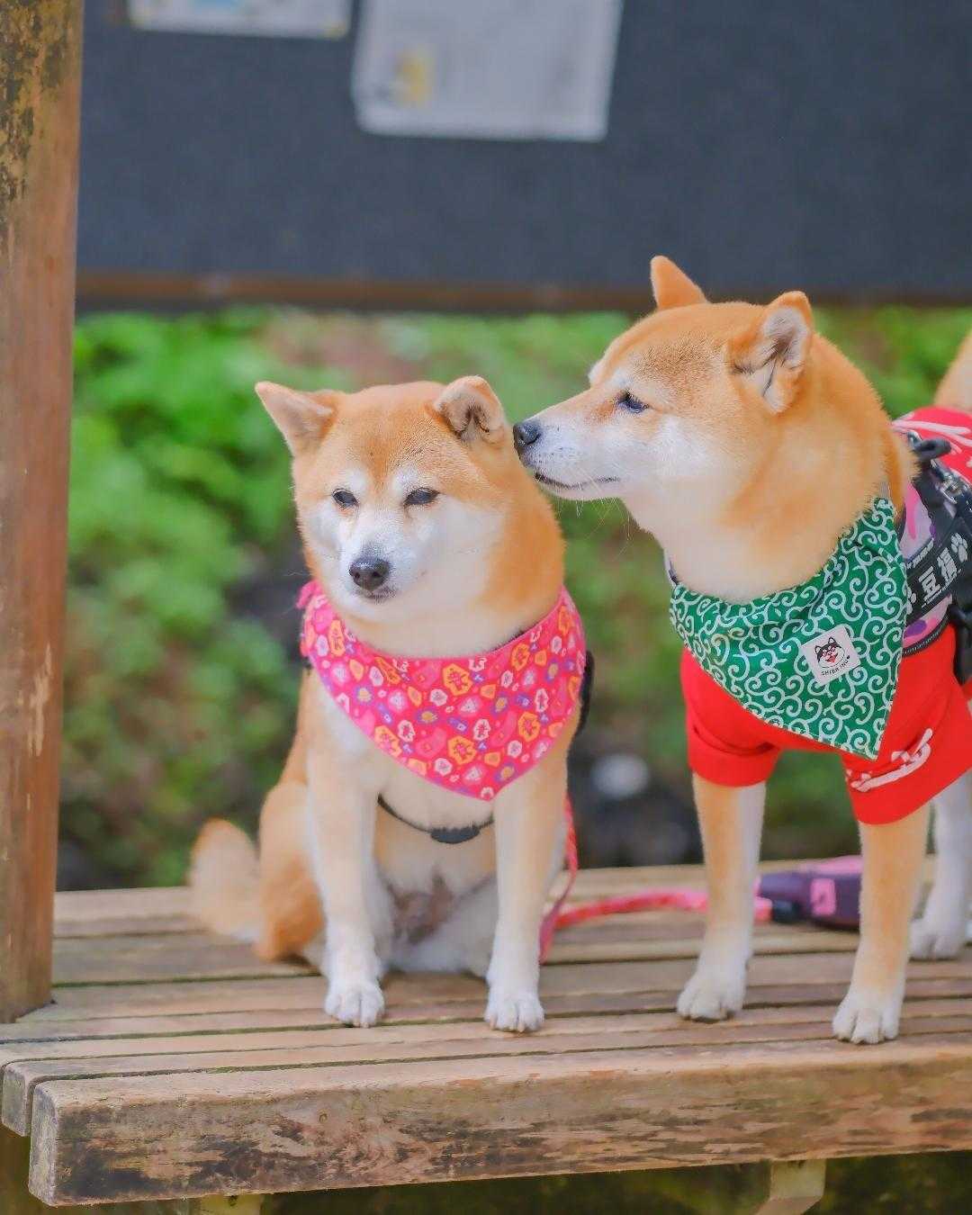 ❤️さくら様3点⭐柴犬柄⭐3段ラック・コロコロ❤️--179・180・182 今日はさくら祭りだ🐕️みんなおめでとう。金剛山カトラ↗千早本道