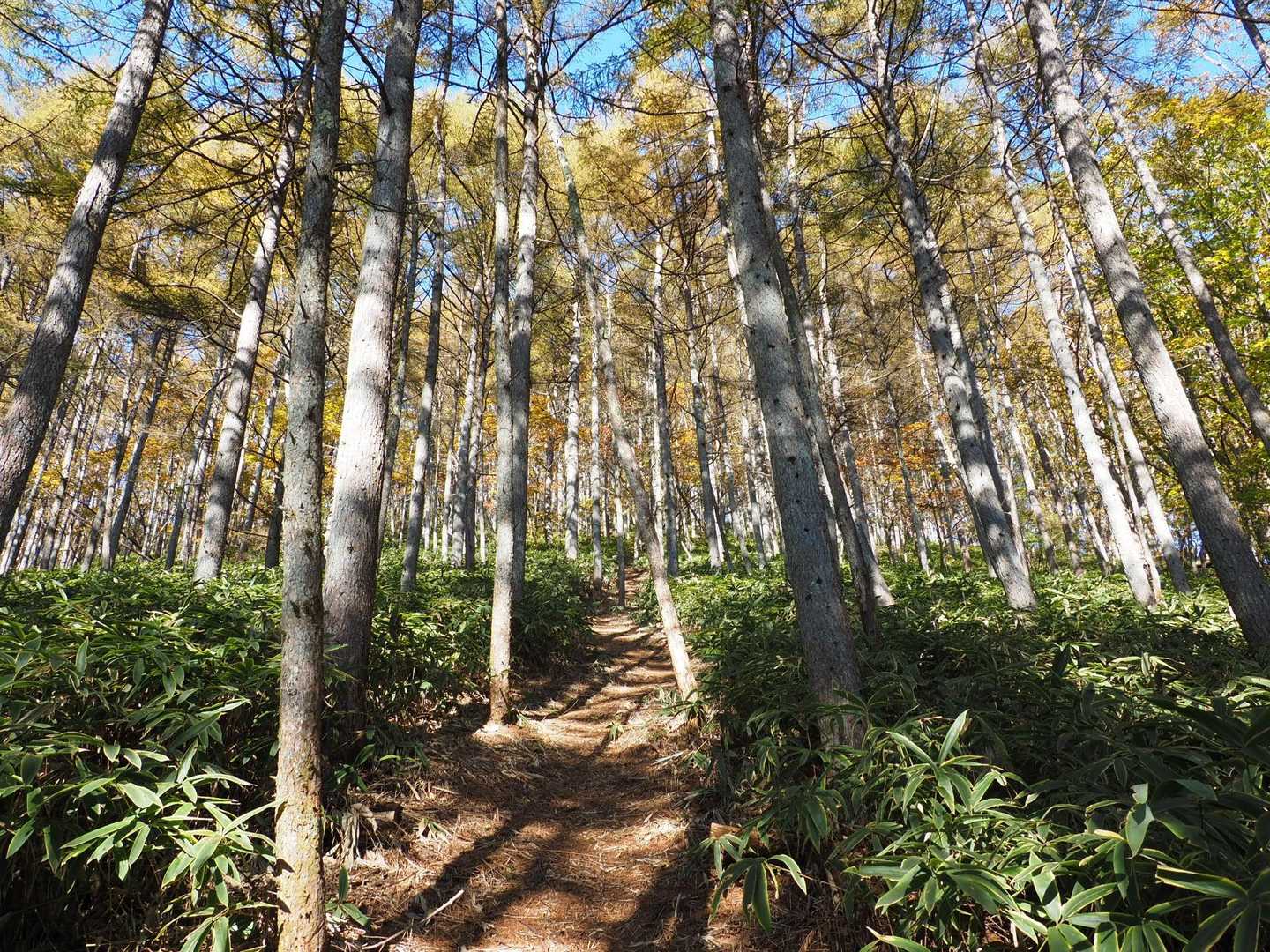 王城山神社-王城山-王城山神社奥宮-赤岩峠-高間山 往復コースの写真