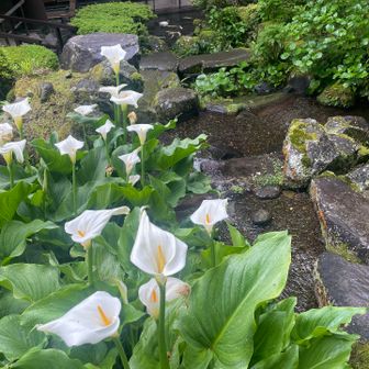 水芭蕉と思ったけどデカ過ぎるよね😂