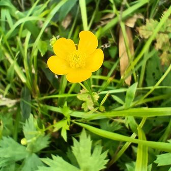 キンポウゲ(ウマノアシガタ)🌼