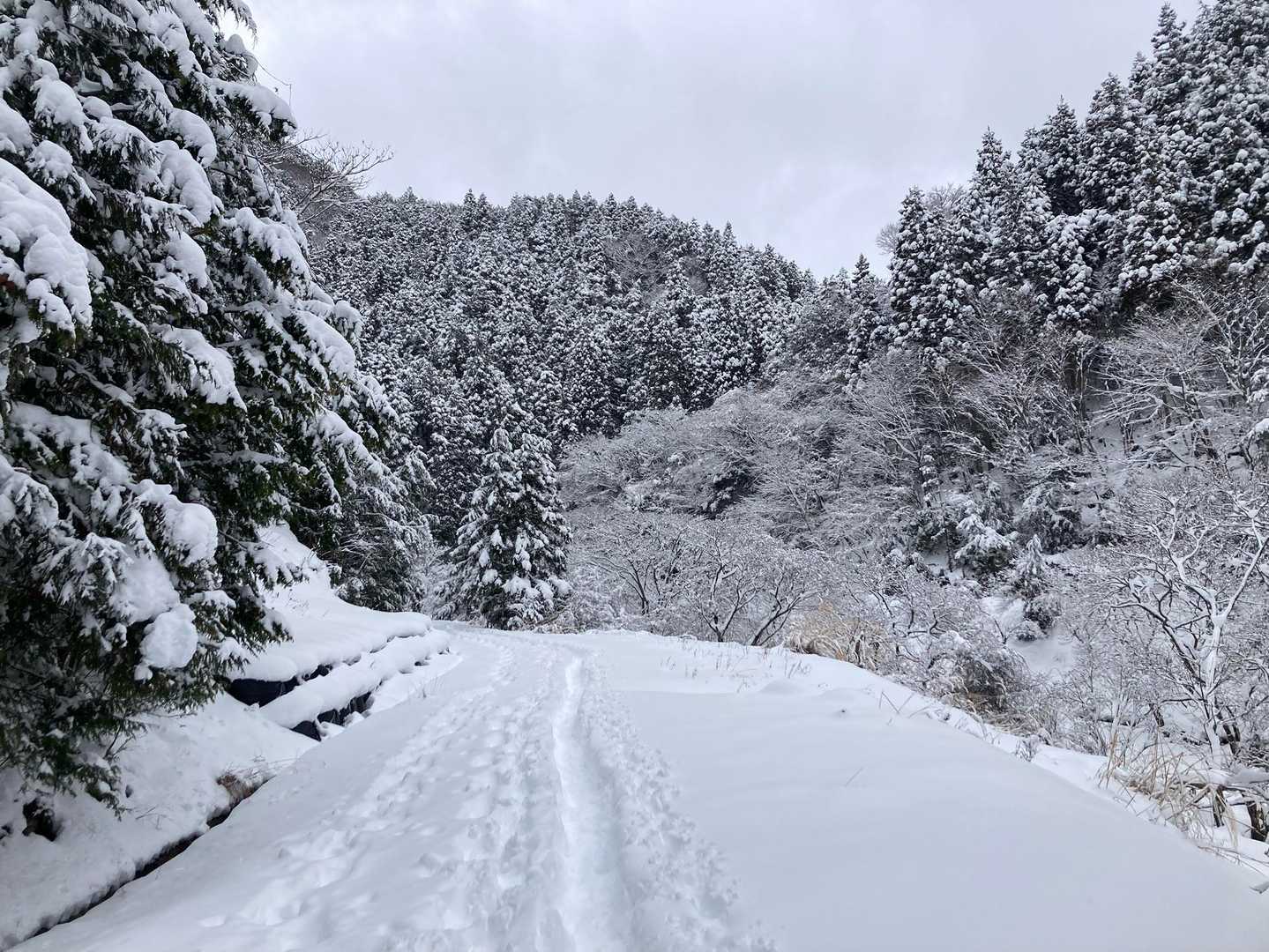 霊仙山権現山登山口-権現山 往復コースの写真