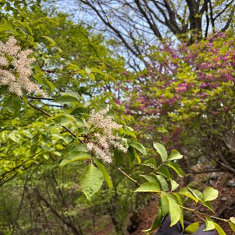 白いモコモコの花？