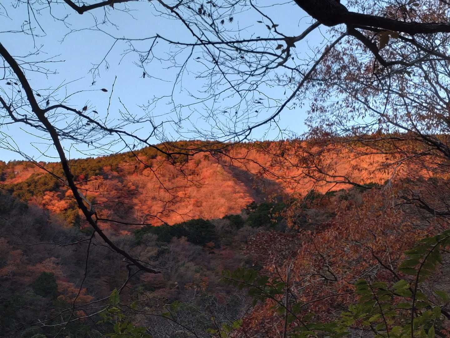 紅葉モルゲンロート
ちっと弱いか🫠