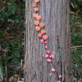 🍁
ここにもありました