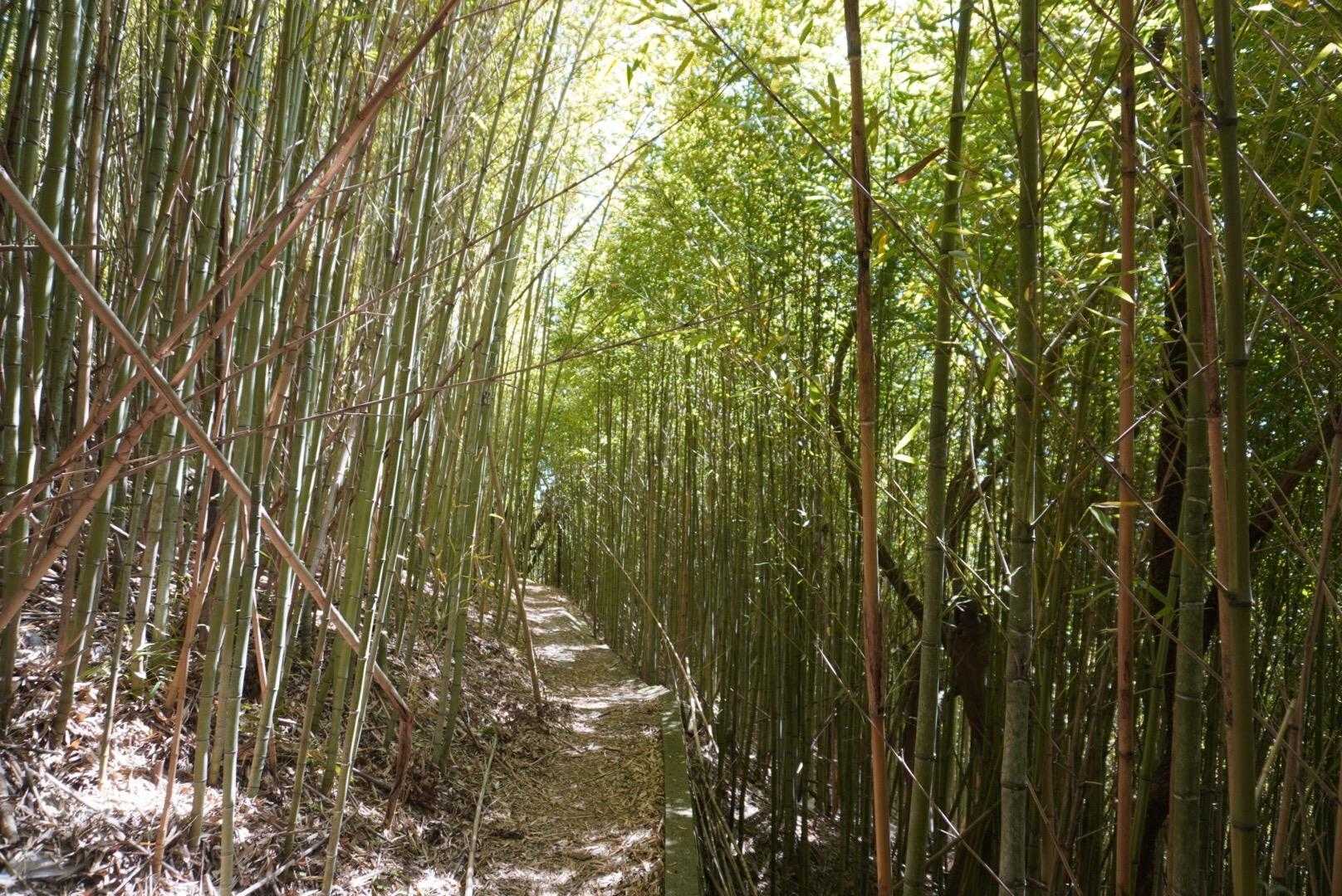 竹林がキレイ〜