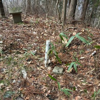 ちょっとヤブ化したところを抜けて...