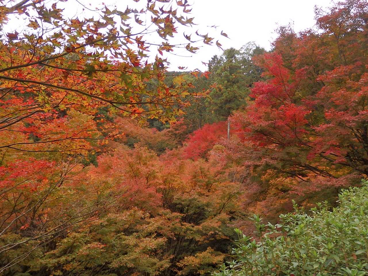 もみじ谷の紅葉🍁