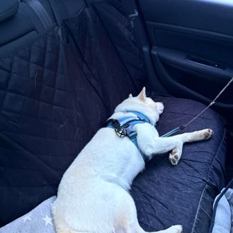 車でダウン、お疲れ🏔️